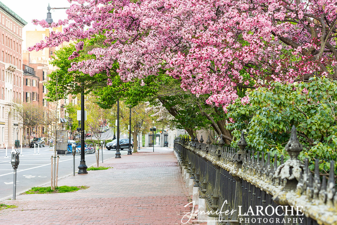 Boston Public Garden Spring Blossoms
