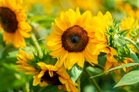 Sunflower Photography Print