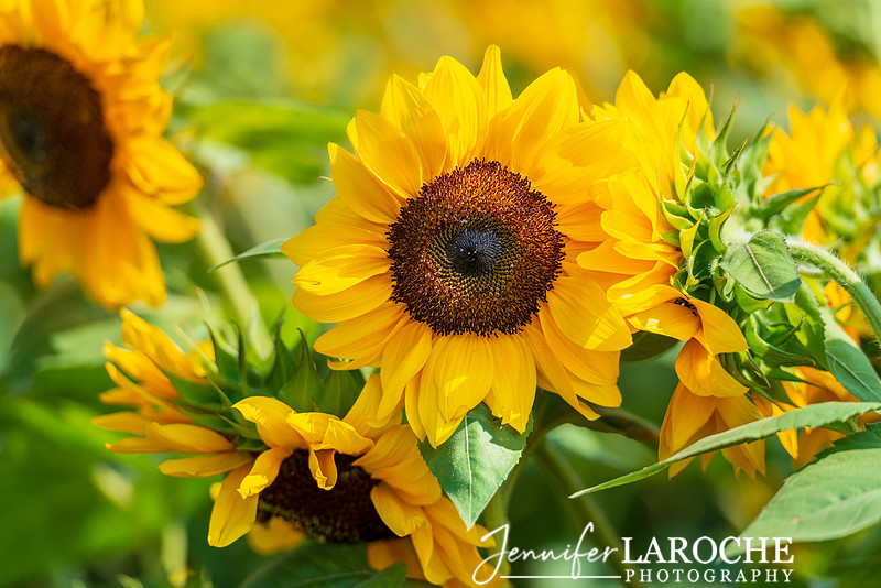 Sunflower Photography Print