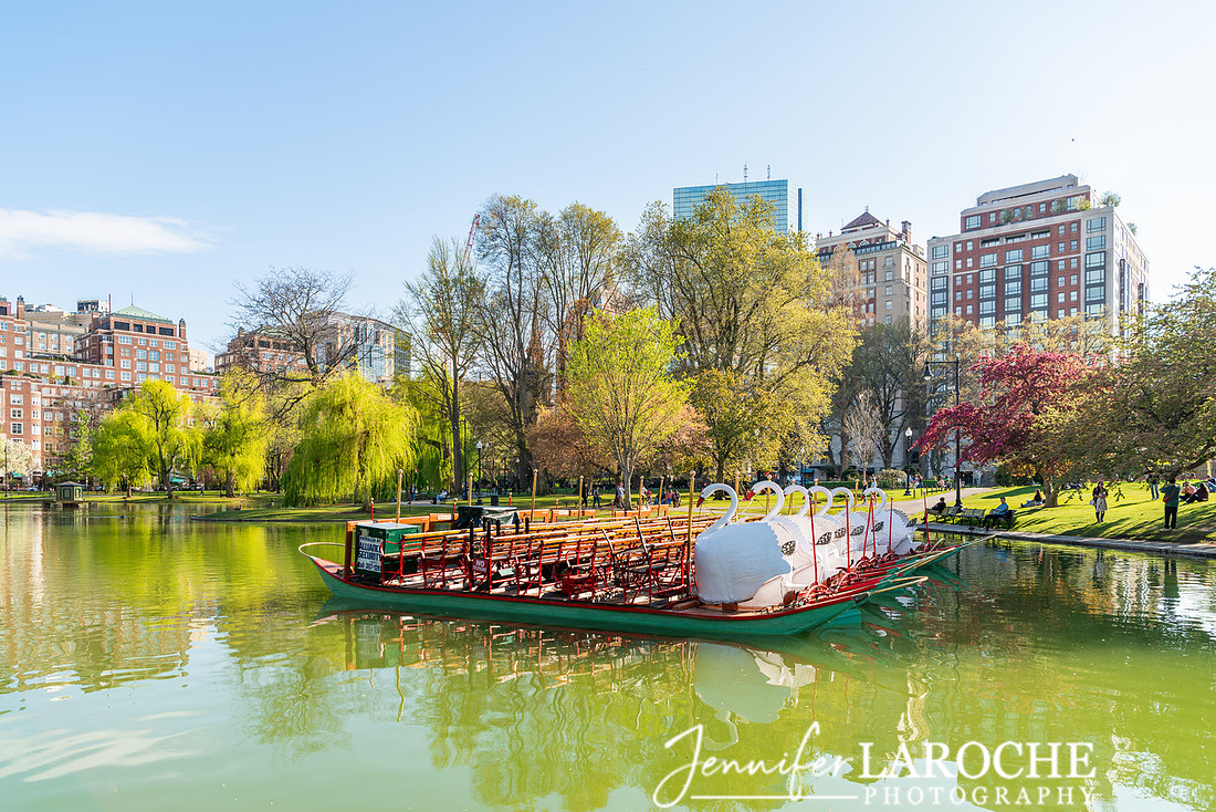 Swan Boats Boston Photograph