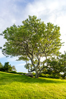 Beautiful Black Cherry Tree Photo Chilmark MA