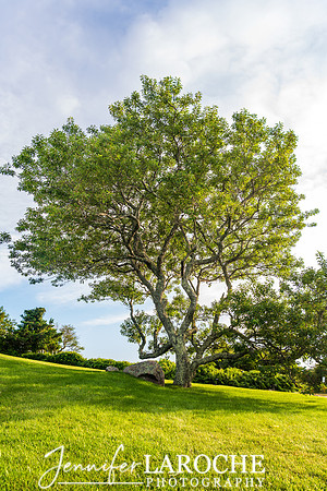 Beautiful Black Cherry Tree Photo Chilmark MA