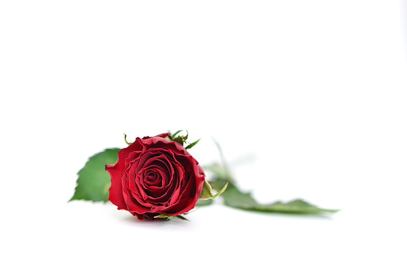 red rose laying flat