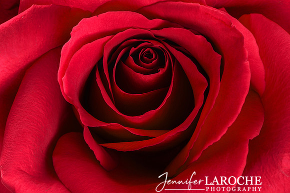 horizontal close up photo inside a red rose flower
