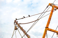 Three Tiny Birds on Rusty Boat Wire