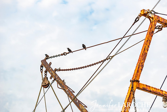 Three Tiny Birds on Rusty Boat Wire