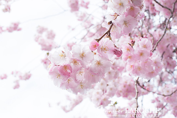 close up photo pink cherry blossoms on white