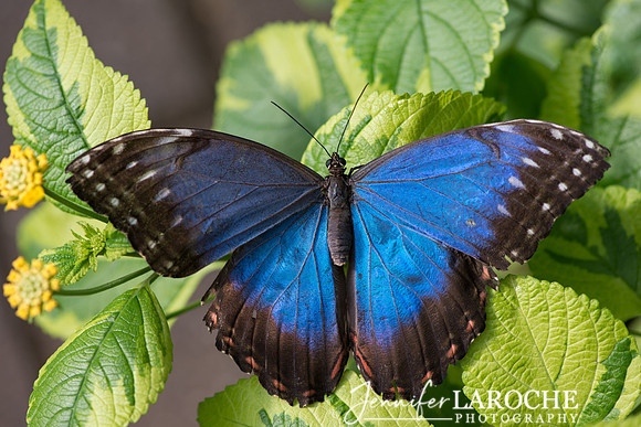 blue morpho butterfly image