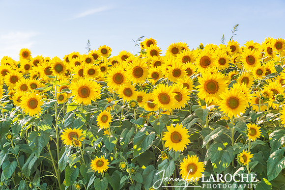 Sunflower Patch