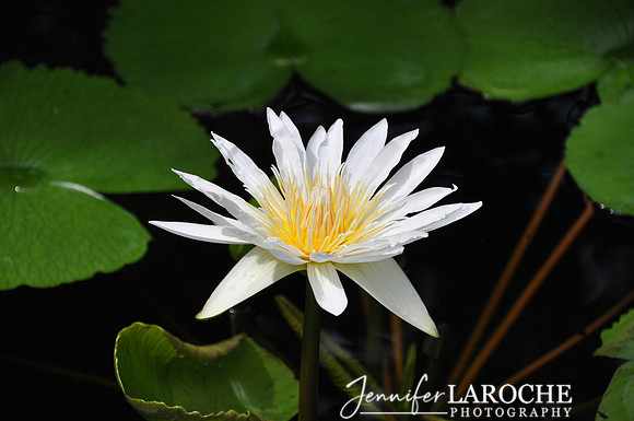horizontal image white maui water lily flower and lily pads