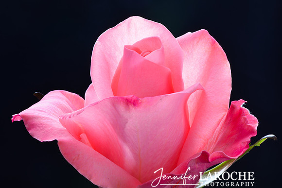 horizontal image hot pink rose with black background
