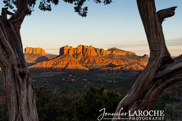 horizontal image sedonascourthouse rock  photographed through a juniper tree  at sunset
