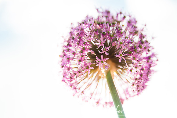 high key photo purple allium flower
