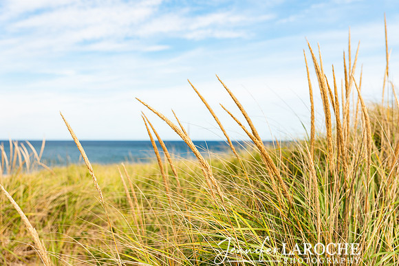 close up beach grass image overlooking race point beach