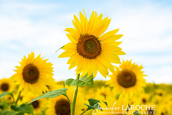 horizontal image close up sunflowers with light blue sky at colby farm