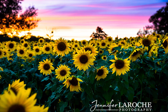 colby farms sunflower field at sunset