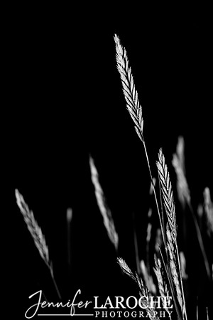 Black and White Beachgrass