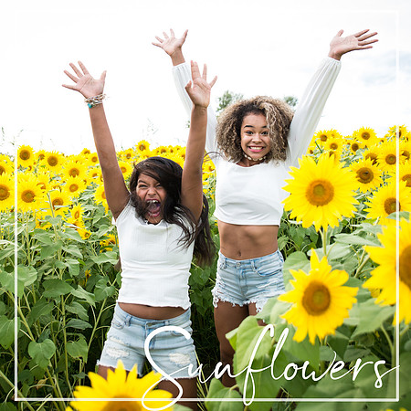 SUNFLOWERS