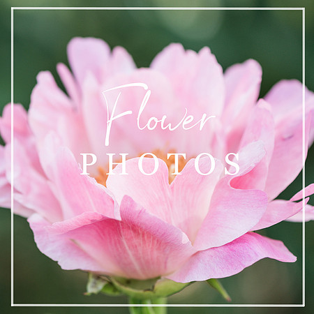 Flower-Photo-prints