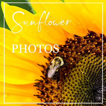 Sunflower-Photos