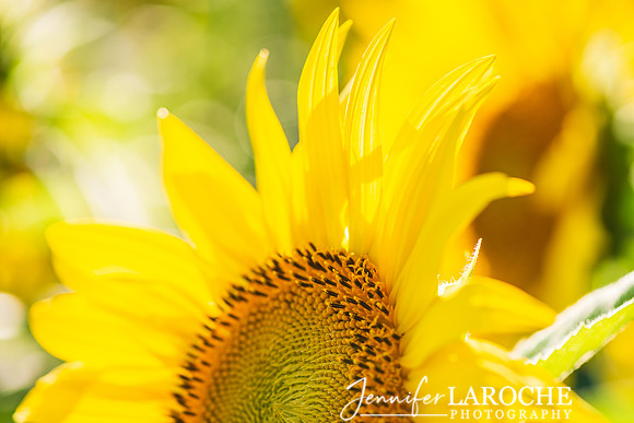 Bright Sunflower Petals