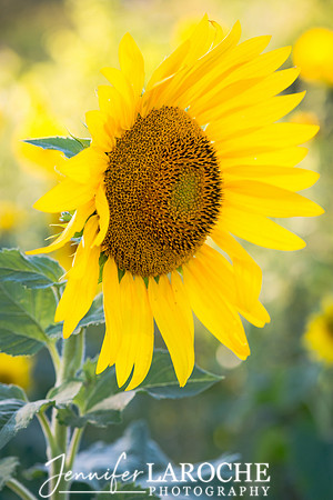 Vertical Sunflower Picture