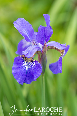 iris flower photo print for sale
