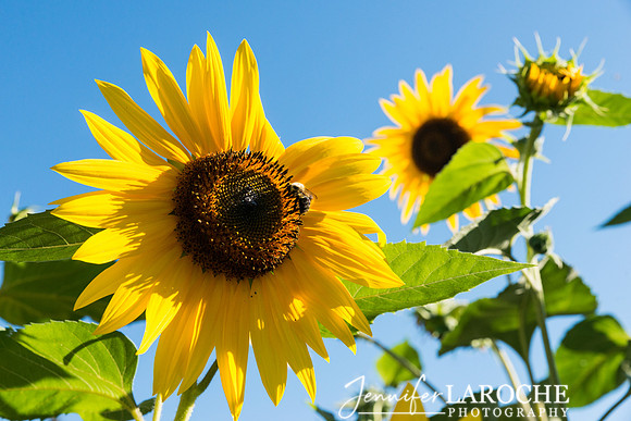 yellow sunflowers with blue sky prints for sale
