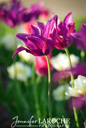 vertical photo purple lily flowered tulips